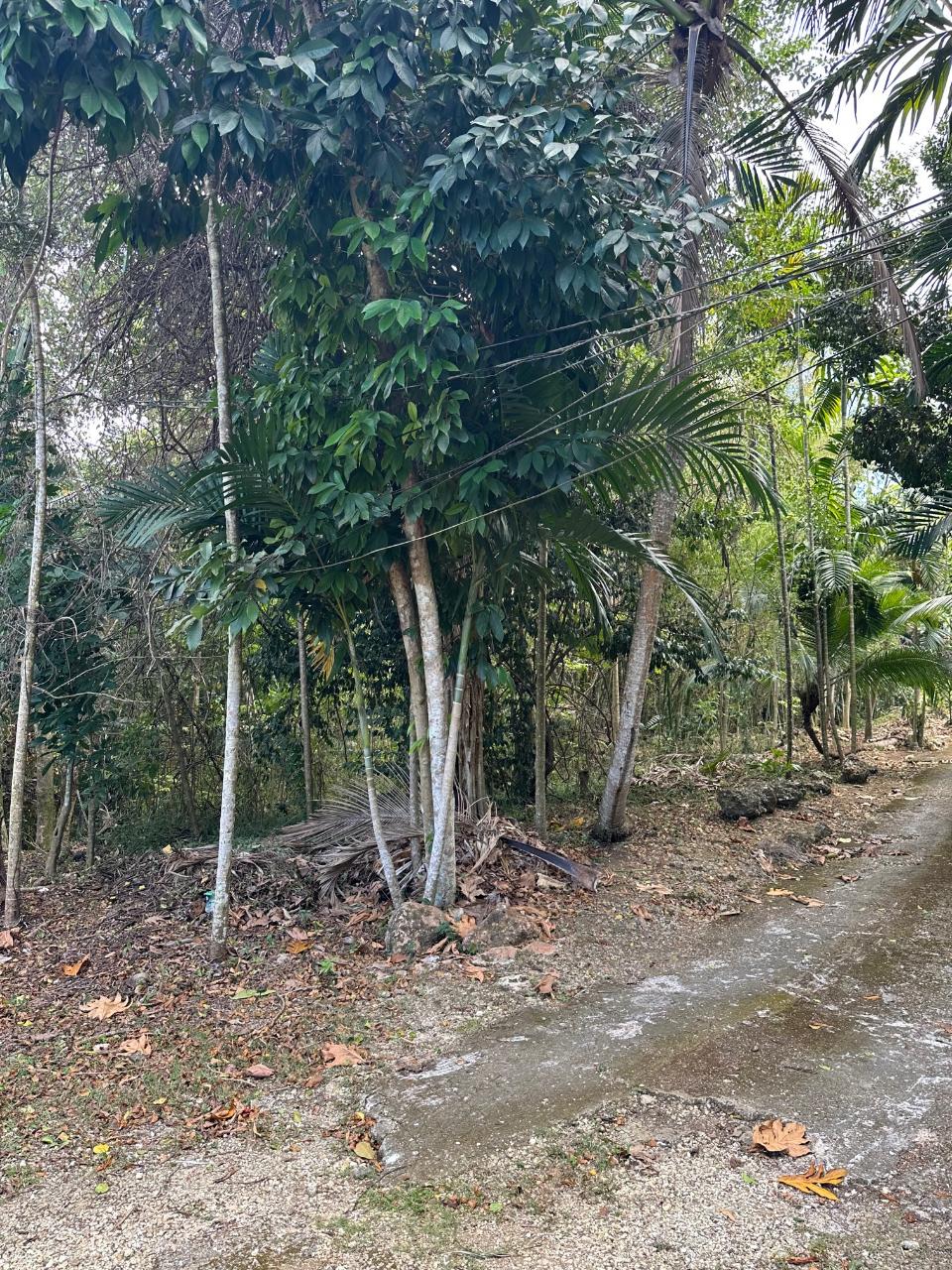 Tenth image of 15 Spring Garden in Reading, St. James, Jamaica - property is For Sale
