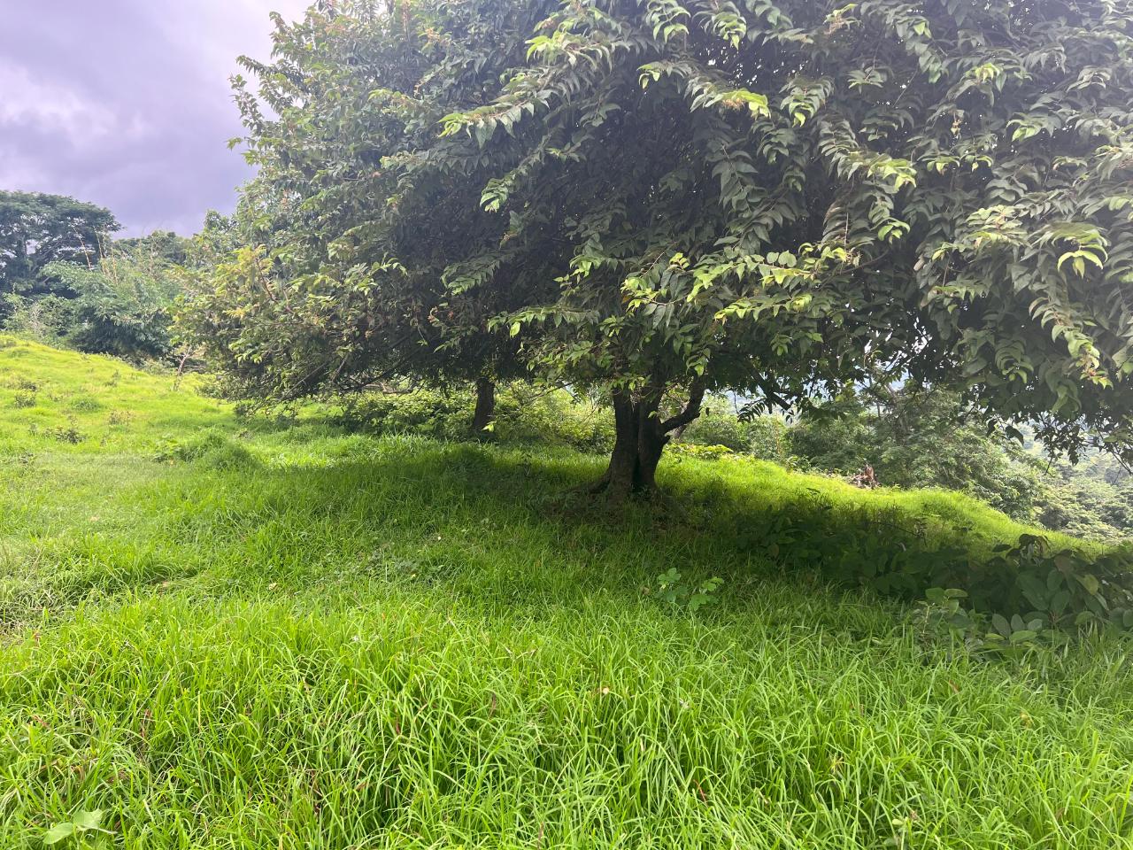 Second image of 26 Saxham in Saxham, Hanover, Jamaica - property is For Sale