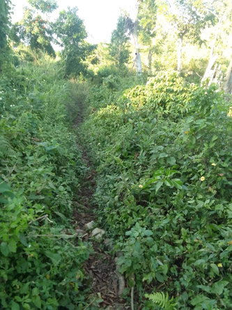 Fourth image of New Works, Ivanhoe in New Works, Westmoreland, Jamaica - property is For Sale