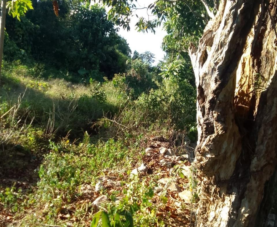 Fifth image of New Works, Ivanhoe in New Works, Westmoreland, Jamaica - property is For Sale