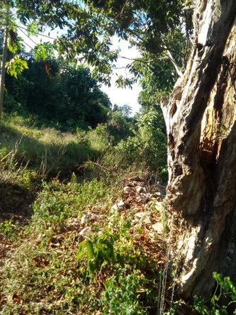 Fifth image of New Works, Ivanhoe in New Works, Westmoreland, Jamaica - property is For Sale