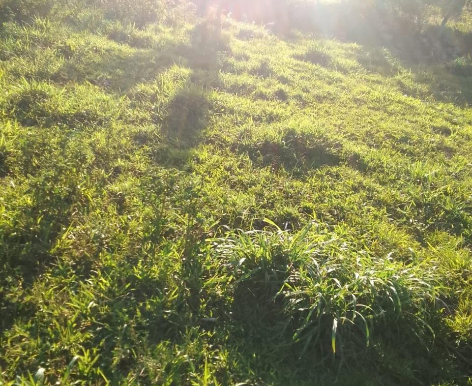 Seventh image of New Works, Ivanhoe in New Works, Westmoreland, Jamaica - property is For Sale