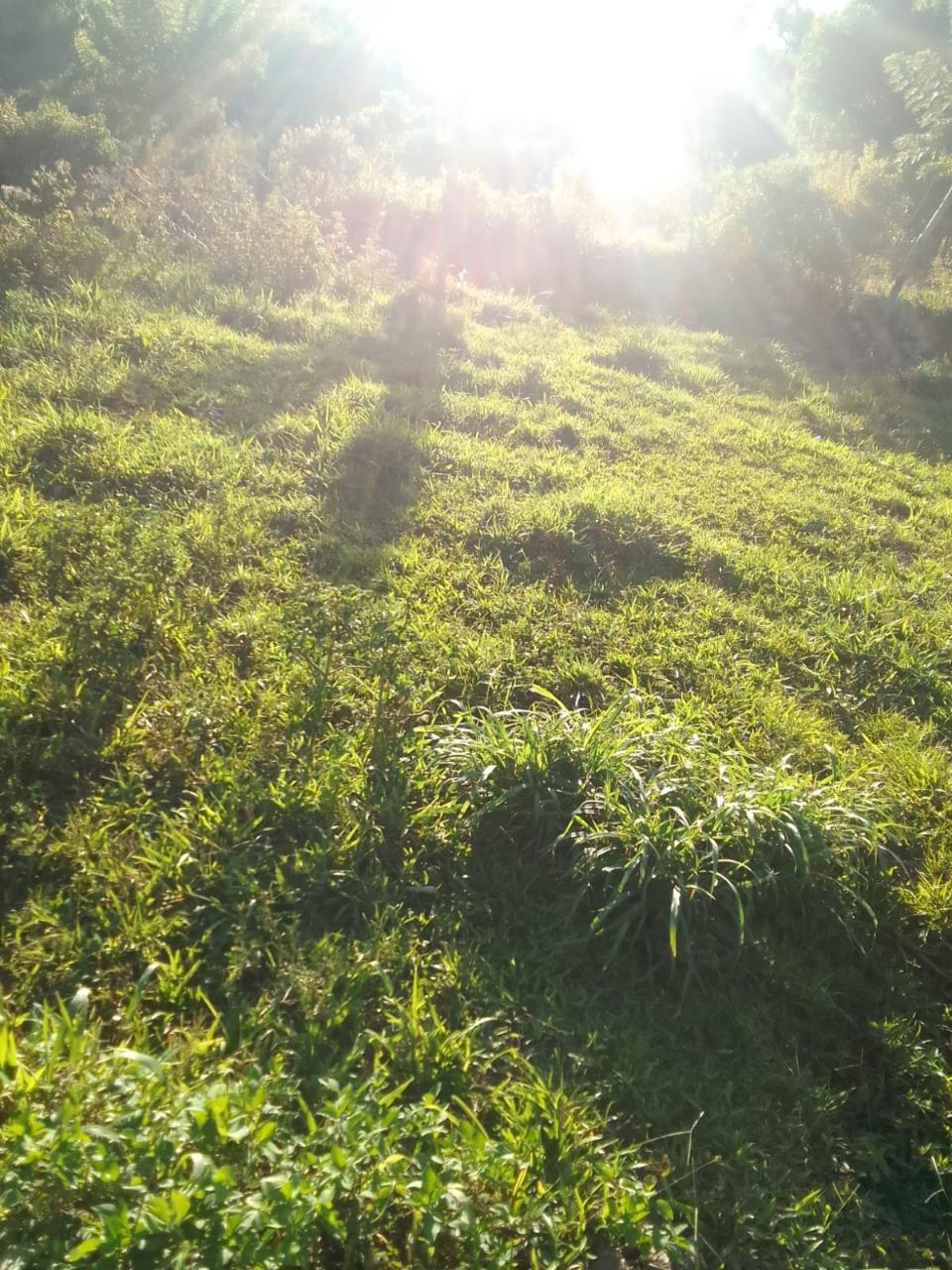 Seventh image of New Works, Ivanhoe in New Works, Westmoreland, Jamaica - property is For Sale