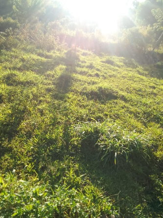 Seventh image of New Works, Ivanhoe in New Works, Westmoreland, Jamaica - property is For Sale
