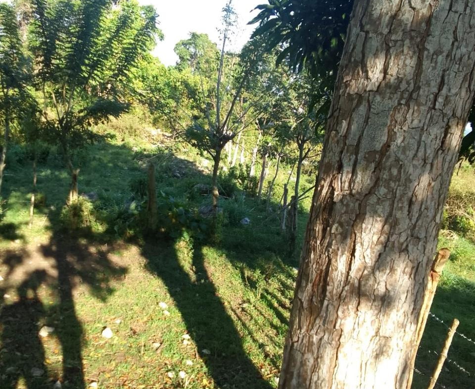 Eighth image of New Works, Ivanhoe in New Works, Westmoreland, Jamaica - property is For Sale