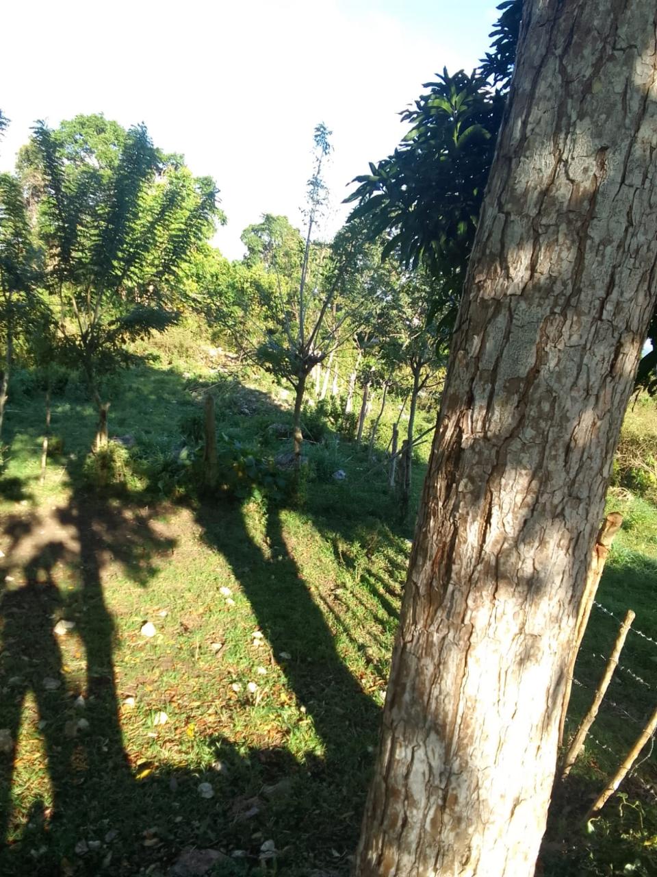 Eighth image of New Works, Ivanhoe in New Works, Westmoreland, Jamaica - property is For Sale