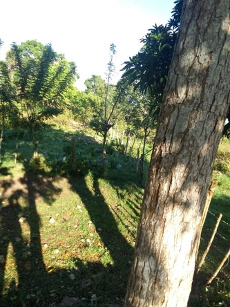 Eighth image of New Works, Ivanhoe in New Works, Westmoreland, Jamaica - property is For Sale