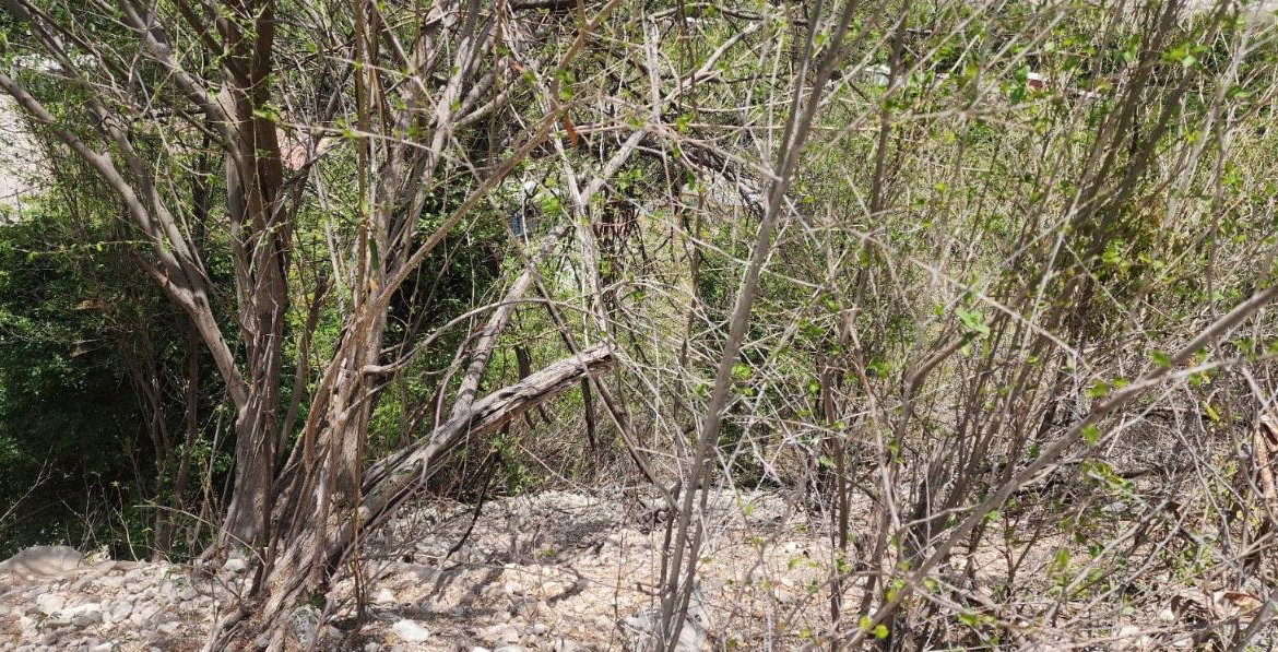 Fifth image of 107 Canewood Close, Rest Have in BULL BAY, St. Andrew, Jamaica - property is For Sale