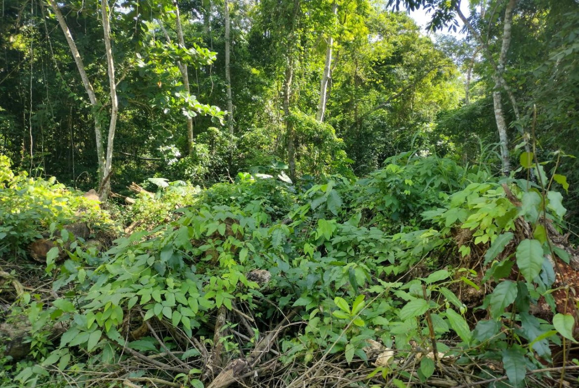 Third image of Lot-125 Tripoli in Runaway Bay, St. Ann, Jamaica - property is For Sale
