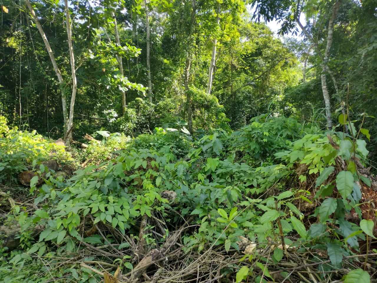 Third image of Lot-126 Tripoli in Runaway Bay, St. Ann, Jamaica - property is For Sale