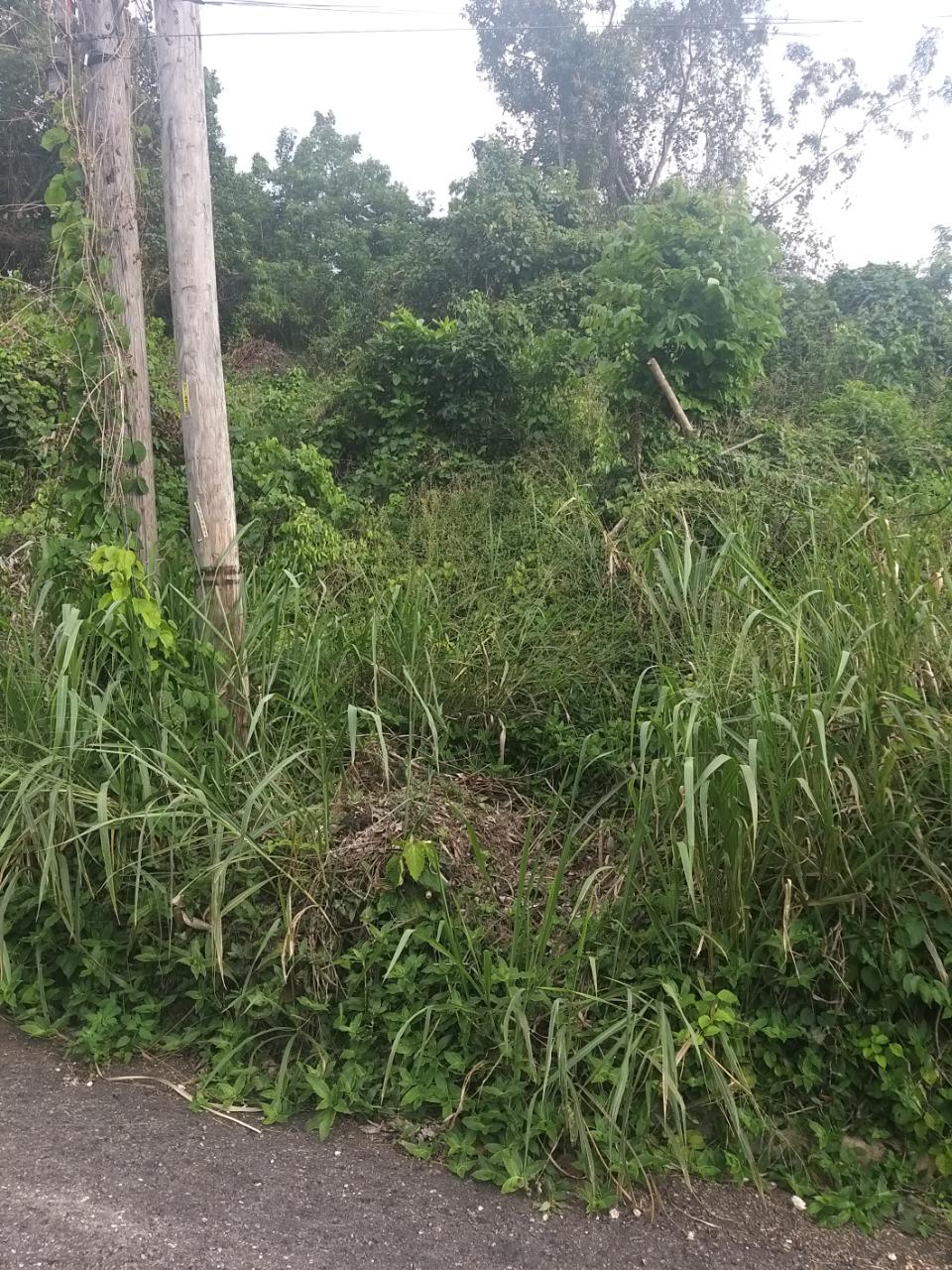 Fourth image of Lot 166 Pegasus Place in Kingston 19, St. Andrew, Jamaica - property is For Sale