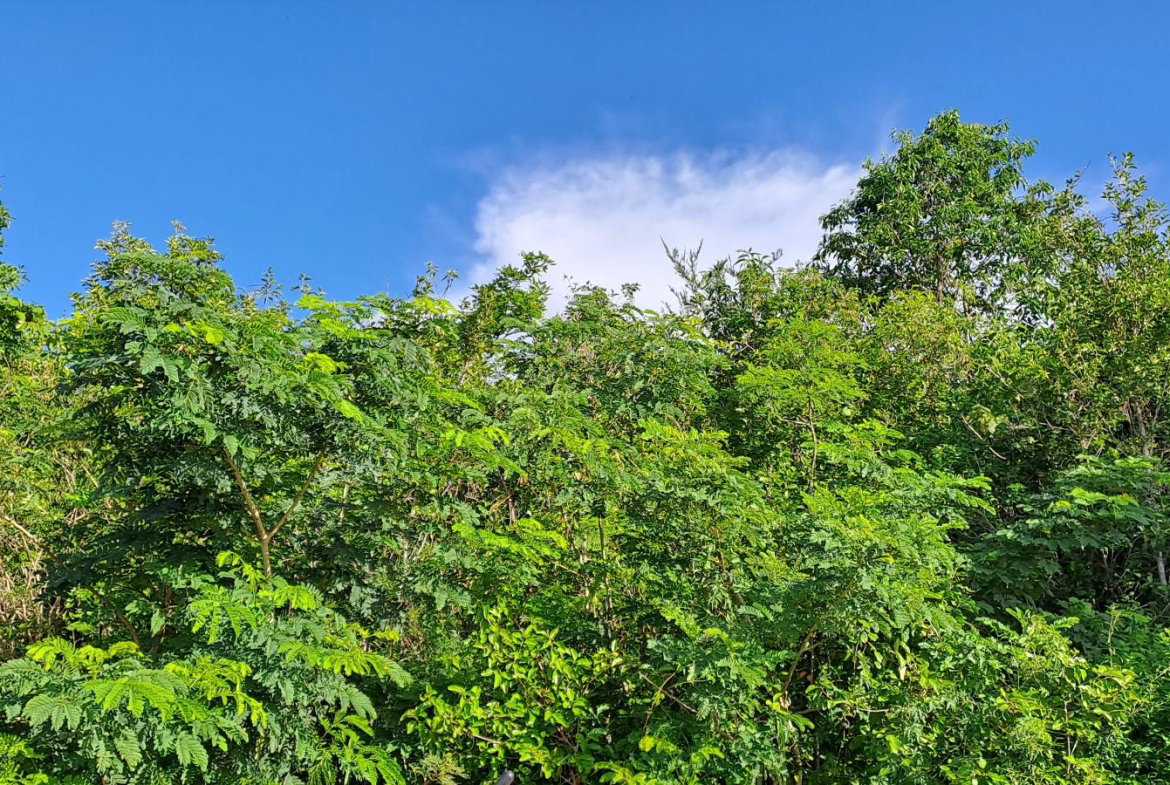 Second image of Lot 64- Pinewood Drive in Kingston 20, St. Andrew, Jamaica - property is For Sale