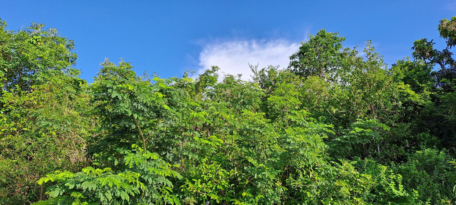 Second image of Lot 64- Pinewood Drive in Kingston 20, St. Andrew, Jamaica - property is For Sale