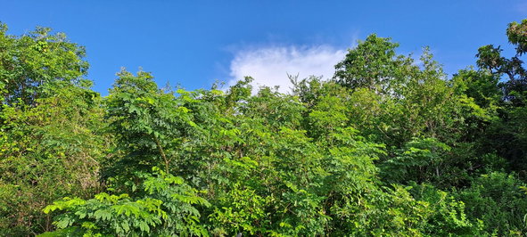 Second image of Lot 64- Pinewood Drive in Kingston 20, St. Andrew, Jamaica - property is For Sale