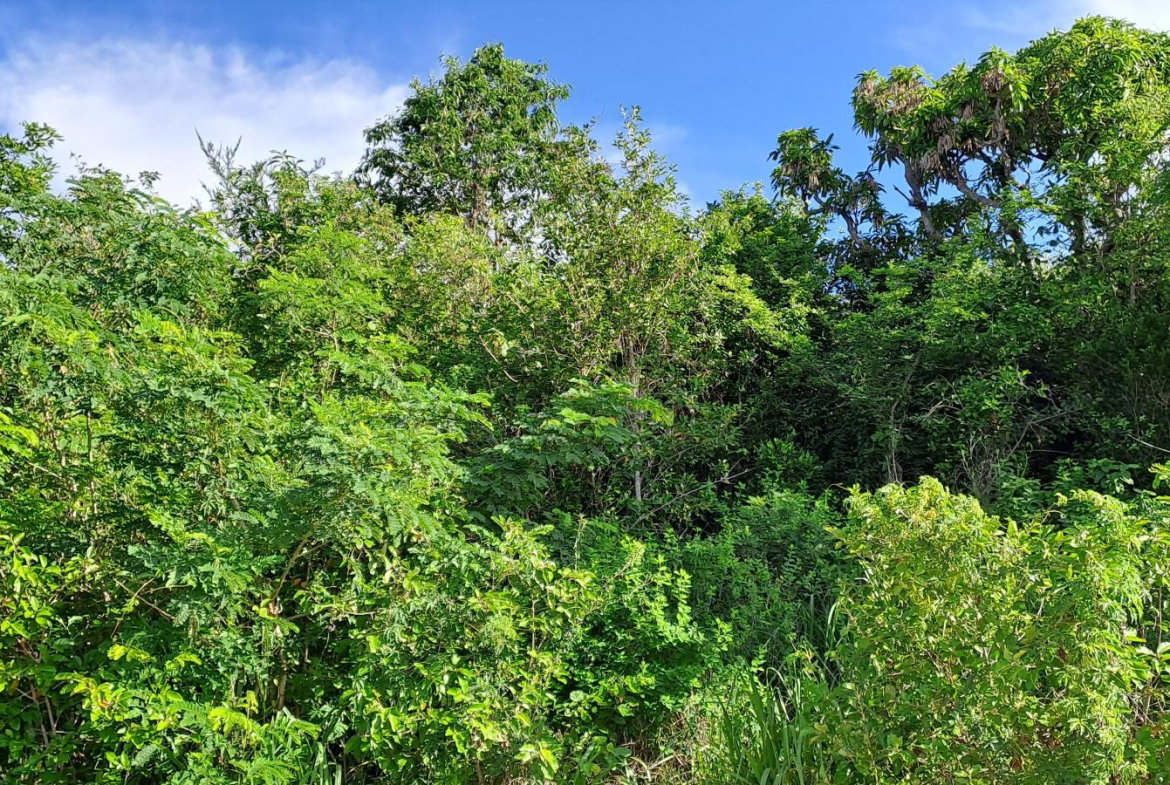 Fifth image of Lot 64- Pinewood Drive in Kingston 20, St. Andrew, Jamaica - property is For Sale