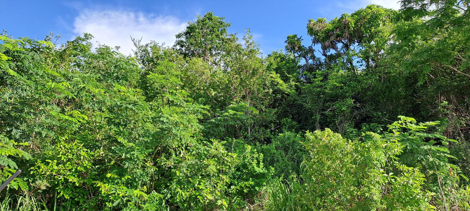 Fifth image of Lot 64- Pinewood Drive in Kingston 20, St. Andrew, Jamaica - property is For Sale