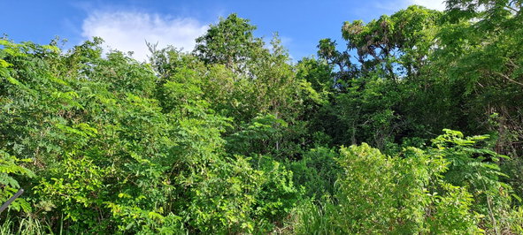 Fifth image of Lot 64- Pinewood Drive in Kingston 20, St. Andrew, Jamaica - property is For Sale