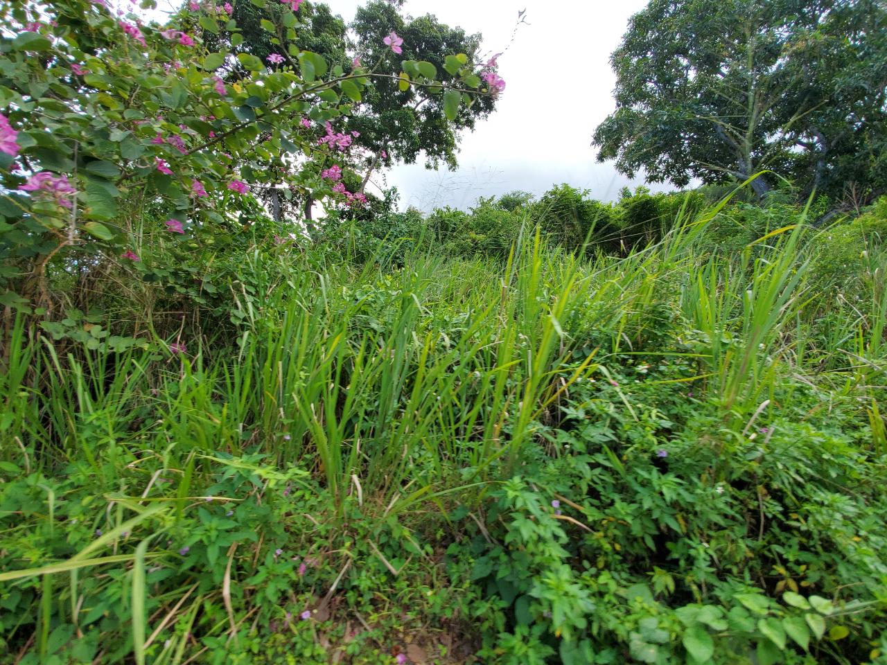 Third image of 127 Tanglewood in St. Ann's Bay, St. Ann, Jamaica - property is For Sale