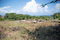 First image of Clermont Dist. Trelawny in Falmouth, Trelawny, Jamaica - property is For Sale