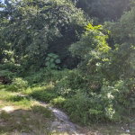 First image of Lot-131 Tripoli in Runaway Bay, St. Ann, Jamaica - property is For Sale