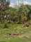 First image of Lot# 183 Tryall Gardens in Sandy Bay, Hanover, Jamaica - property is For Sale