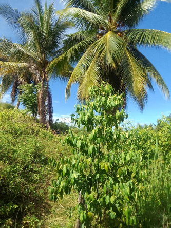 Tenth image of 8 Rhynie Drive, Unity Hall, in Montego Bay, St. James, Jamaica - property is For Sale