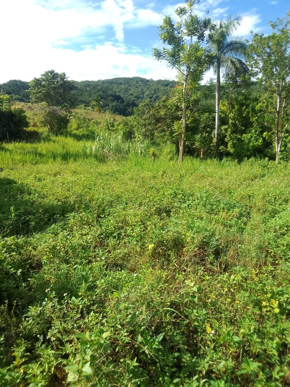 Stunning-Residential-Lot-for-Sale-in-Unity-Hall-Jamaica Fourth image of 8 Rhynie Drive, Unity Hall, in Montego Bay, St. James, Jamaica - property is For Sale