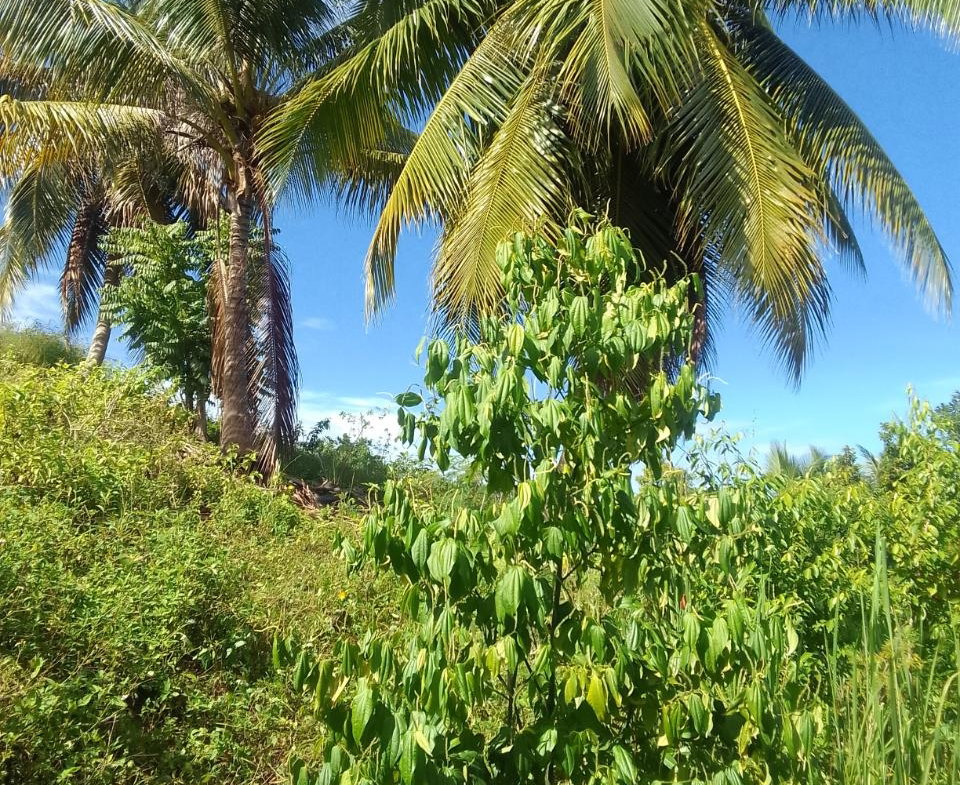 Fifth image of 8 Rhynie Drive, Unity Hall, in Montego Bay, St. James, Jamaica - property is For Sale