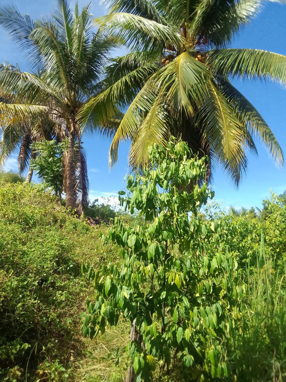 Stunning-Residential-Lot-for-Sale-in-Unity-Hall-Jamaica Fifth image of 8 Rhynie Drive, Unity Hall, in Montego Bay, St. James, Jamaica - property is For Sale