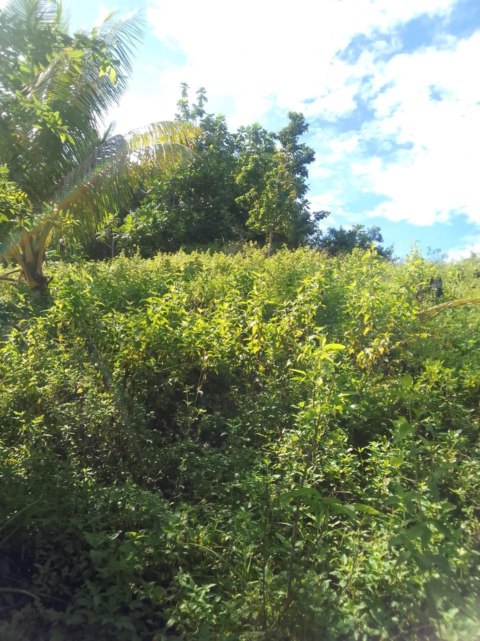 Stunning-Residential-Lot-for-Sale-in-Unity-Hall-Jamaica Sixth image of 8 Rhynie Drive, Unity Hall, in Montego Bay, St. James, Jamaica - property is For Sale
