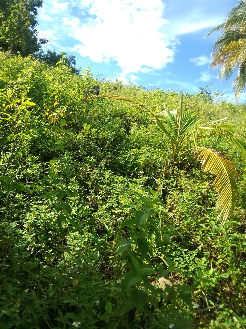 Stunning-Residential-Lot-for-Sale-in-Unity-Hall-Jamaica Ninth image of 8 Rhynie Drive, Unity Hall, in Montego Bay, St. James, Jamaica - property is For Sale