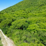 First image of Hillside, Yallah, in Yallahs, St. Thomas, Jamaica - property is For Sale