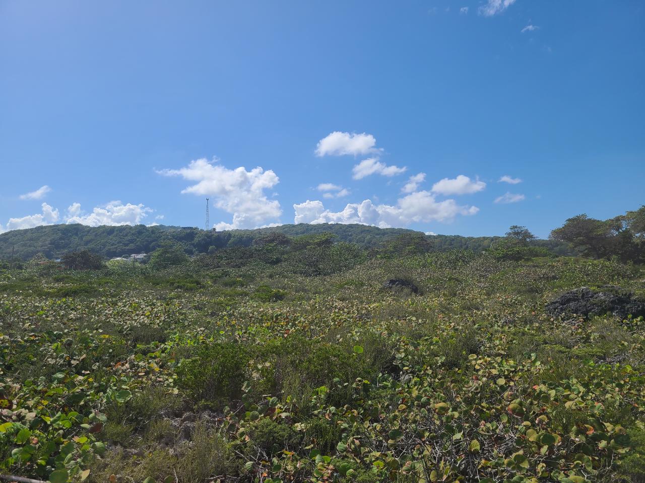 Second image of Lot 94 Belretiro, Galina in Galina, St. Mary, Jamaica - property is For Sale