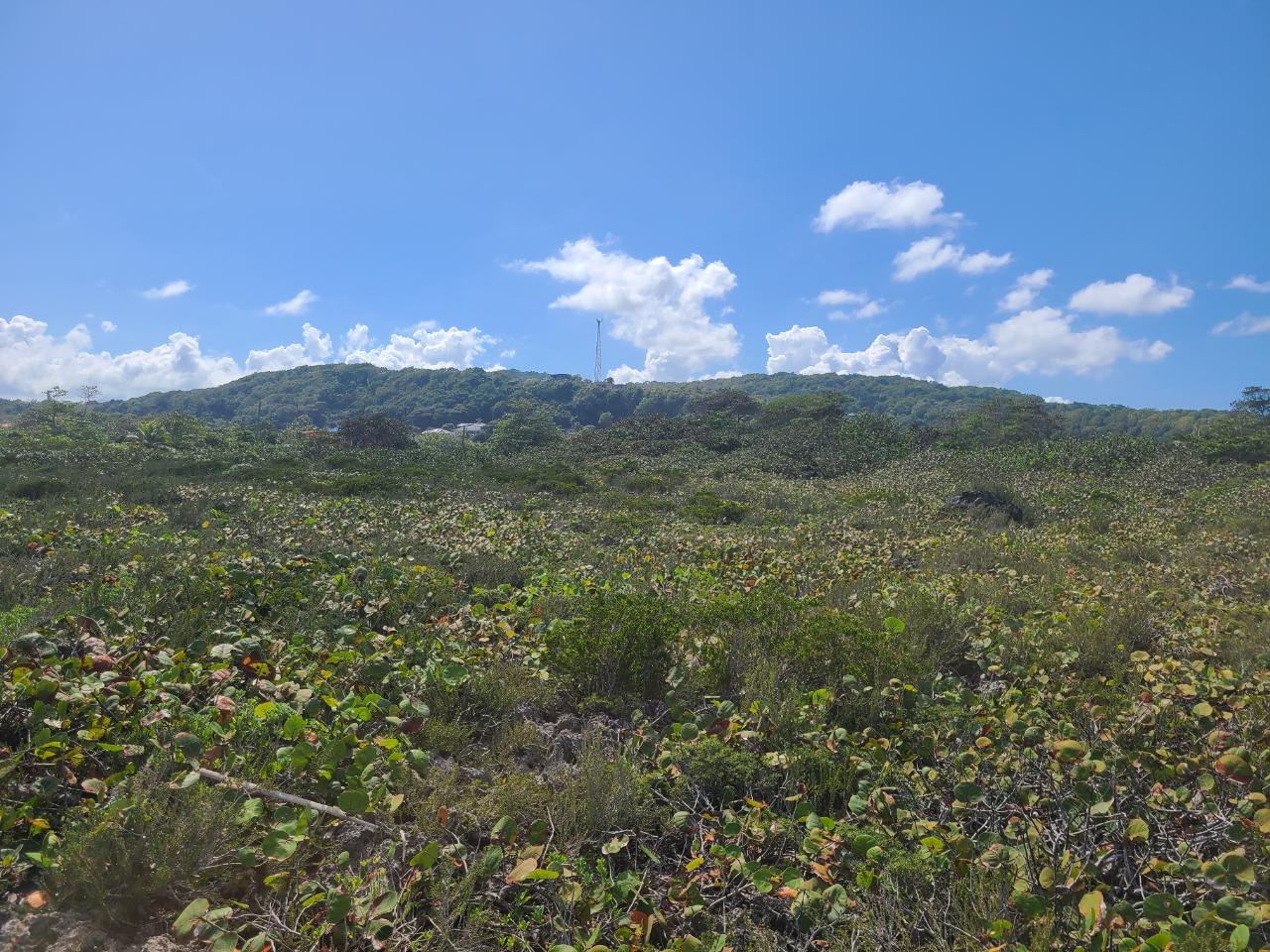 Third image of Lot 94 Belretiro, Galina in Galina, St. Mary, Jamaica - property is For Sale