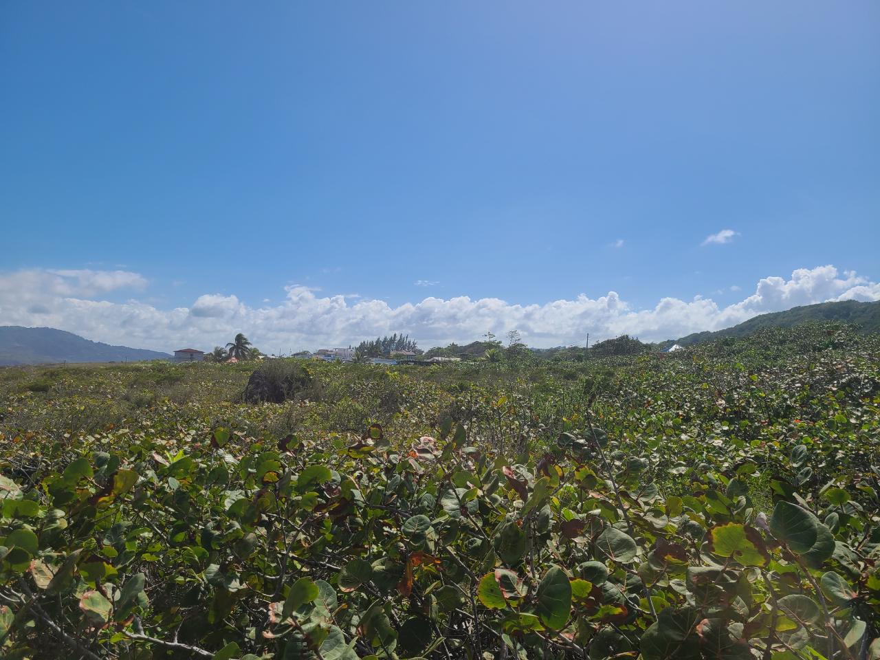 Ninth image of Lot 94 Belretiro, Galina in Galina, St. Mary, Jamaica - property is For Sale