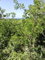 First image of Hylton Avenue, Ironshore in Negril, Westmoreland, Jamaica - property is For Sale