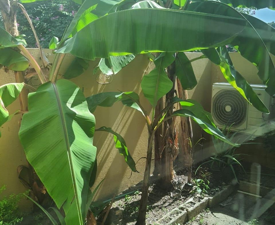 Twenty-Seventh image of 50 2-4 Waterworks Road in CONSTANT SPRING, St. Andrew, Jamaica - property is For Sale