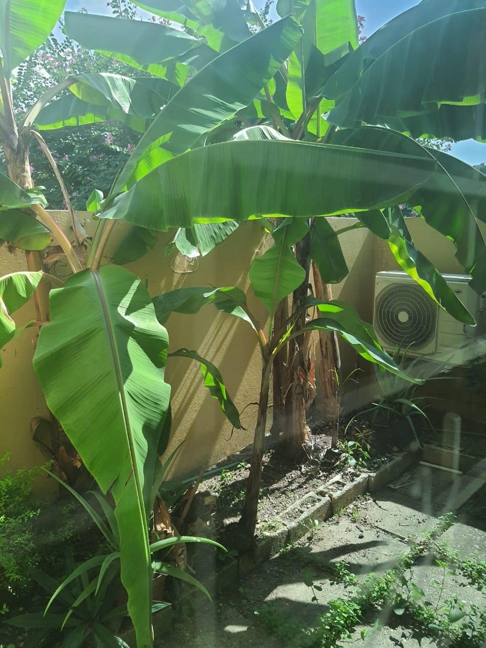 Twenty-Seventh image of 50 2-4 Waterworks Road in CONSTANT SPRING, St. Andrew, Jamaica - property is For Sale