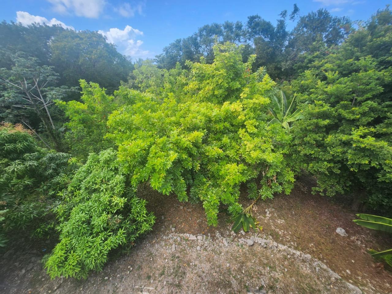 Twenty-Third image of 126 Spring Farm Drive in Rose Hall, St. James, Jamaica - property is For Sale