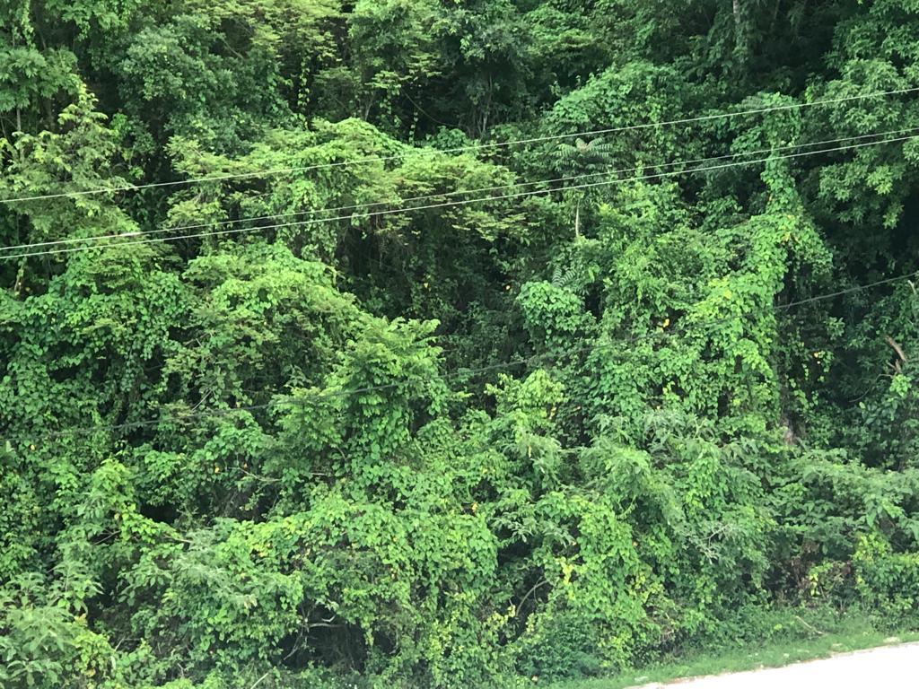 Eighth image of Lot 367 Tamarind Ridge in Duncans, Trelawny, Jamaica - property is For Sale