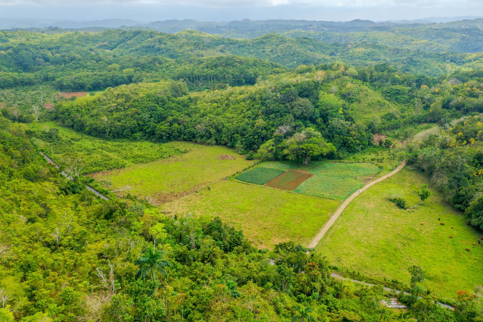 Twenty-Fifth image of The Cedars Estate in Labyrinth, St. Mary, Jamaica - property is For Sale