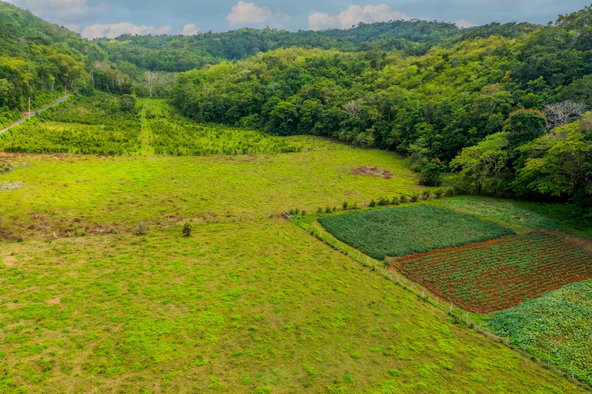 Twenty-Sixth image of The Cedars Estate in Labyrinth, St. Mary, Jamaica - property is For Sale