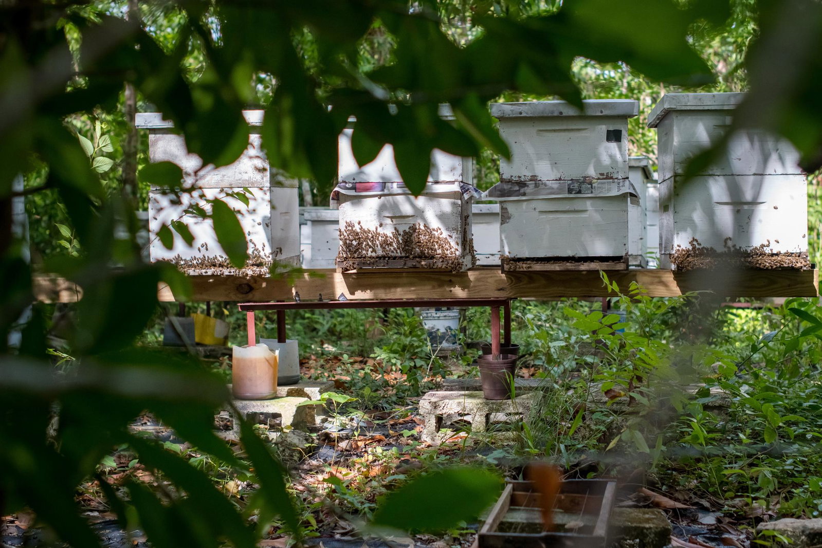 Thirtieth image of The Cedars Estate in Labyrinth, St. Mary, Jamaica - property is For Sale