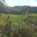 First image of Lilyfield in Bamboo, St. Ann, Jamaica - property is For Sale