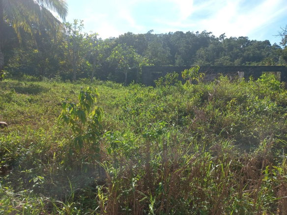 First image of Lilyfield in Bamboo, St. Ann, Jamaica - property is For Sale