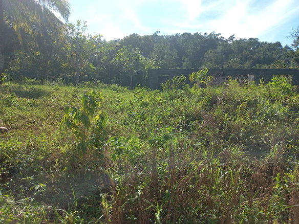 First image of Lilyfield in Bamboo, St. Ann, Jamaica - property is For Sale