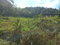 First image of Lilyfield in Bamboo, St. Ann, Jamaica - property is For Sale