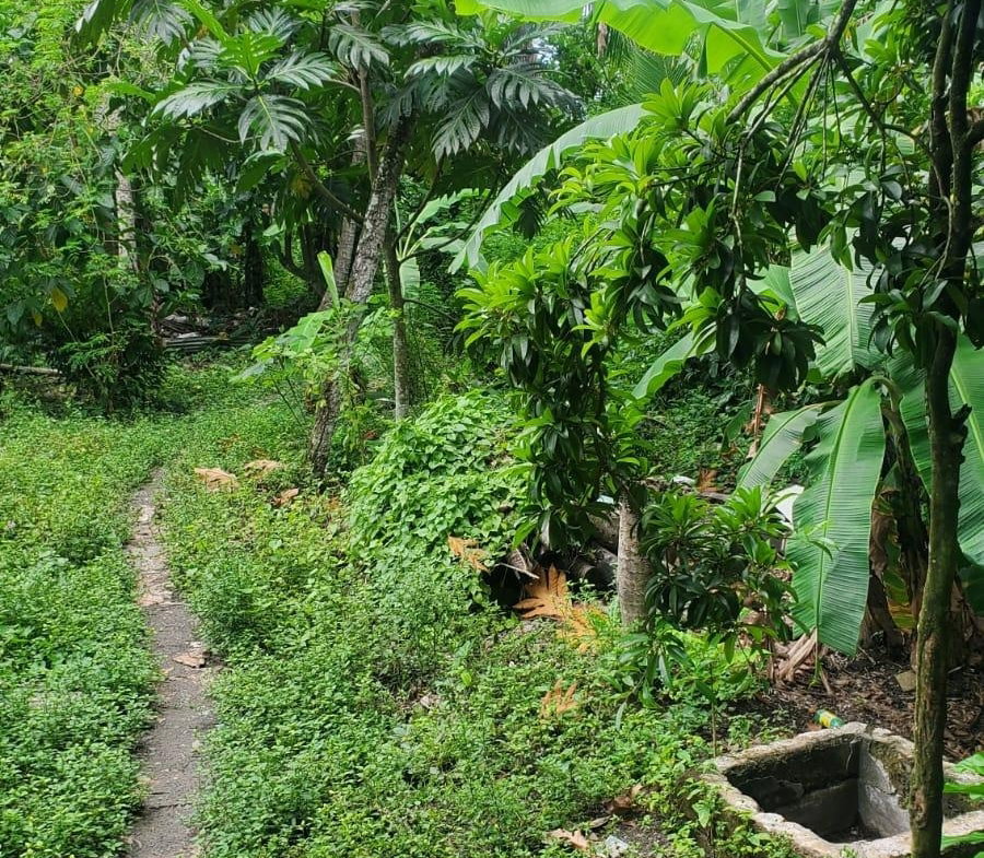 Fourth image of Rosend St. Mary in Rosend, St. Mary, Jamaica - property is For Sale