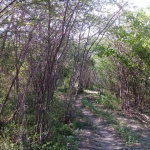 First image of Fairfield Road, Ebony Pen in Spanish Town, St. Catherine, Jamaica - property is For Sale