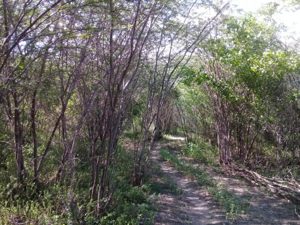 First image of Fairfield Road, Ebony Pen in Spanish Town, St. Catherine, Jamaica - property is For Sale